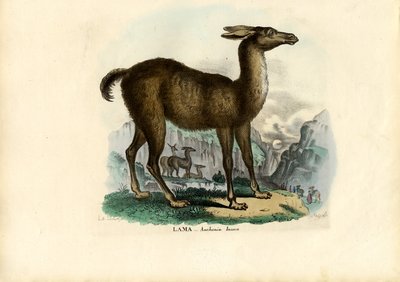 Llama by Raimundo Petraroja
